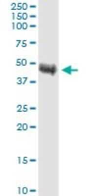 Western Blot: TRIB1 Antibody (4A10) [H00010221-M01]