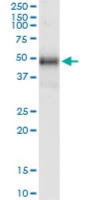 Western Blot: TRIB1 Antibody (4A10) [H00010221-M01]