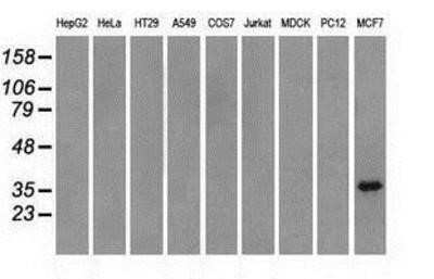 Western Blot: TRIB2 Antibody (OTI8D11)Azide and BSA Free [NBP2-74597]