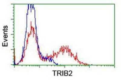 Flow Cytometry: TRIB2 Antibody (OTI8D11) [NBP1-48030]