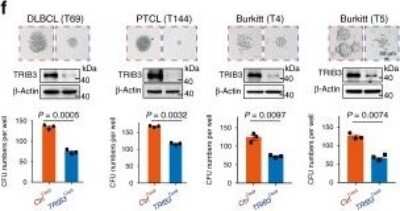 Knockout Validated: TRIB3 Antibody (1H2) [H00057761-M03]