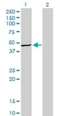 Western Blot: TRIB3 Antibody (1H2) [H00057761-M03]