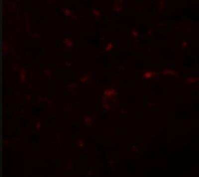 Immunocytochemistry/ Immunofluorescence: TRIB3 Antibody - BSA Free [NBP2-82067]