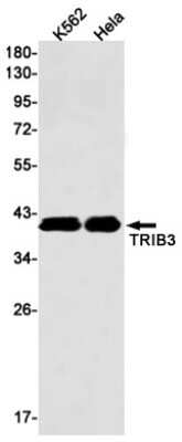 Western Blot: TRIB3 Antibody (S01-9D1) [NBP3-15103]