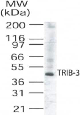 Western Blot: TRIB3 Antibody [NB100-56398]