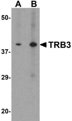 Western Blot: TRIB3 AntibodyBSA Free [NBP2-82067]