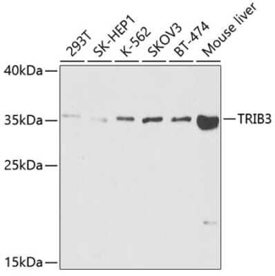 Western Blot: TRIB3 AntibodyBSA Free [NBP2-94151]