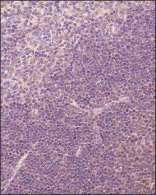 Immunohistochemistry-Paraffin: TRIF/TICAM1 Antibody - BSA Free [NB120-13810]