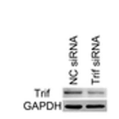 Knockdown Validated: TRIF/TICAM1 Antibody - BSA Free [NB120-13810]