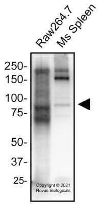 Western Blot: TRIF/TICAM1 AntibodyBSA Free [NB120-13810]