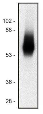 Western Blot: TRIM Antibody (TRIM-04)BSA Free [NB500-485]