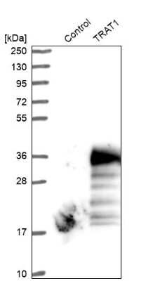 Western Blot: TRIM Antibody [NBP1-89660]