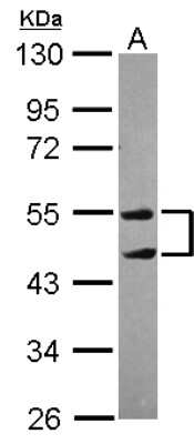 Western Blot: TRIM10 Antibody [NBP2-20704]