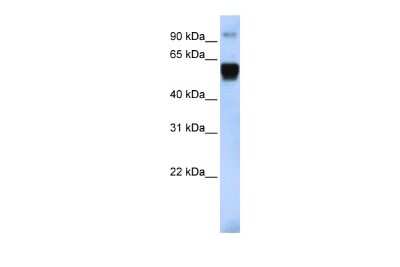 Western Blot: TRIM10 Antibody [NBP2-85983]