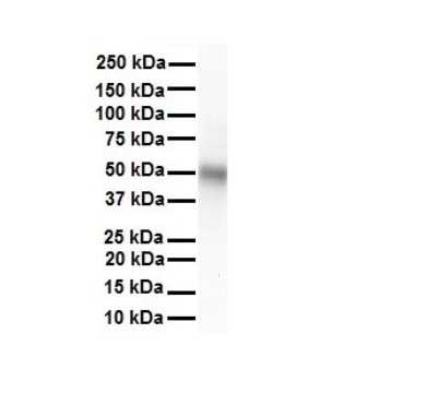 Western Blot: TRIM10 Antibody [NBP2-85984]