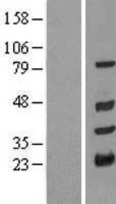 Western Blot: TRIM10 Overexpression Lysate [NBL1-17274]