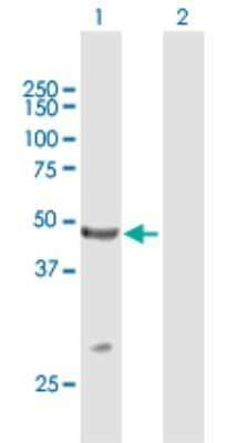 Western Blot: TRIM14 Antibody [H00009830-B01P]