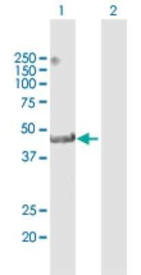 Western Blot: TRIM14 Antibody [H00009830-D01P]