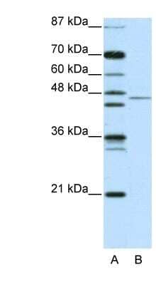 Western Blot: TRIM14 Antibody [NB110-40872]