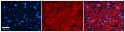 Immunohistochemistry-Paraffin: TRIM15 Antibody [NBP2-82361]