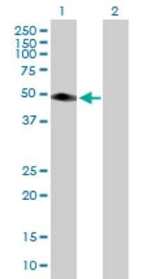 Western Blot: TRIM15 Antibody [H00089870-B01P]