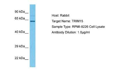 Western Blot: TRIM15 Antibody [NBP2-82360]