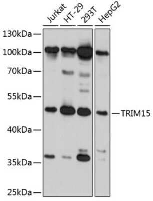 Western Blot: TRIM15 AntibodyAzide and BSA Free [NBP2-93710]