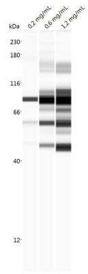 Simple Western: TRIM16 Antibody (5F4) [H00010626-M01]