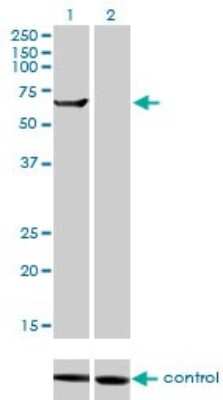 Western Blot: TRIM16 Antibody (5F4) [H00010626-M01]