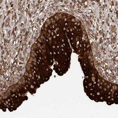 Immunohistochemistry-Paraffin: TRIM16 Antibody [NBP1-84921]