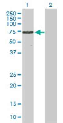 Western Blot: TRIM16 Antibody [H00010626-D01P]