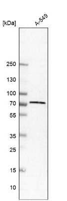 Western Blot: TRIM16 Antibody [NBP1-84921]