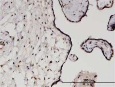 Immunohistochemistry-Paraffin: TRIM21/SSA1 Antibody (2C9) [H00006737-M01]