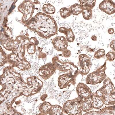 Immunohistochemistry-Paraffin: TRIM21/SSA1 Antibody [NBP1-87122]