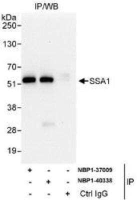 Immunoprecipitation: TRIM21/SSA1 Antibody [NBP1-37009]