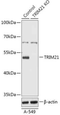 Knockout Validated: TRIM21/SSA1 Antibody - Azide and BSA Free [NBP3-03809]