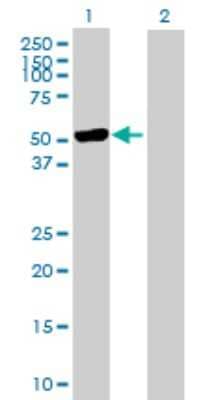 Western Blot: TRIM21/SSA1 Antibody [H00006737-D01P]