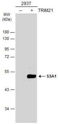 Western Blot: TRIM21/SSA1 Antibody [NBP1-33548]