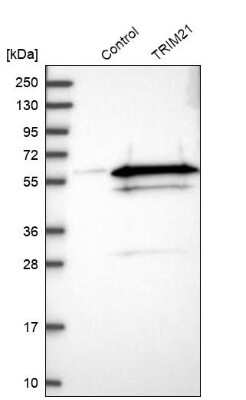 Western Blot: TRIM21/SSA1 Antibody [NBP1-87122]