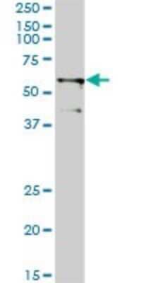 Western Blot: TRIM23 Antibody (2H4) [H00000373-M01]