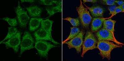 Immunocytochemistry/ Immunofluorescence: TRIM23 Antibody [NB100-78620]