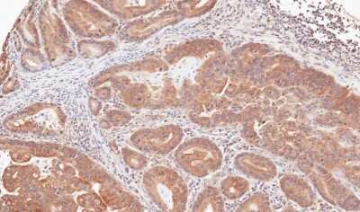 Immunohistochemistry-Paraffin: TRIM23 Antibody [NB100-78620]