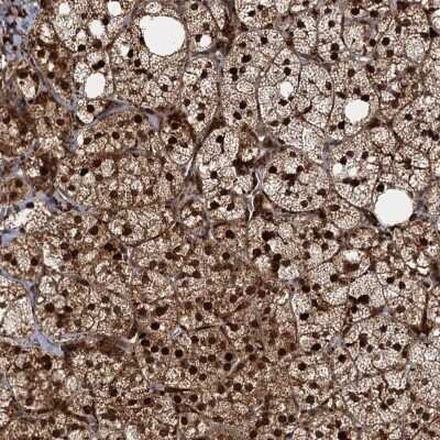 Immunohistochemistry-Paraffin: TRIM23 Antibody [NBP1-88846]