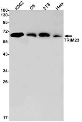 Western Blot: TRIM23 Antibody (S09-4K7) [NBP3-15104]