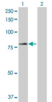 Western Blot: TRIM23 Antibody [H00000373-D01P]