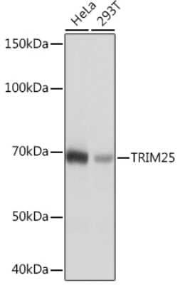 Western Blot: TRIM25 Antibody (4Q0D2) [NBP3-16382]