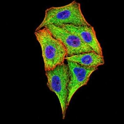 Immunocytochemistry/ Immunofluorescence: TRIM25 Antibody (5B5B10) - BSA Free [NBP2-61820]