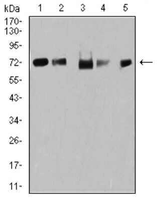 Western Blot: TRIM25 Antibody (5B5B10)BSA Free [NBP2-61820]