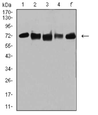 Western Blot: TRIM25 Antibody (5B5B12)BSA Free [NBP2-61814]