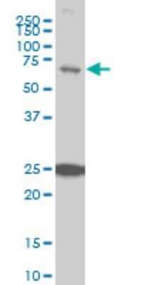 Western Blot: TRIM25 Antibody (5C3) [H00007706-M03]